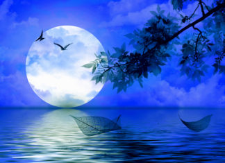 كادر الحياة بيدور