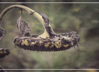 ماذا فعل بي الختان؟