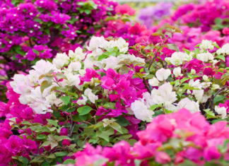 الدنيا ربيع وهنغير كل المواضيع