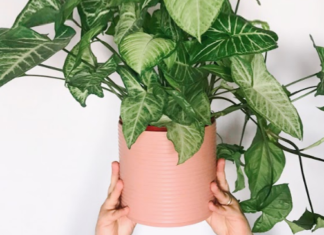 سيدة النباتات 1: أمور تعلمتها من رحلتي مع النباتات المنزلية