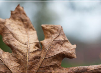 الأوراق البنية