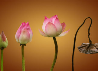 الربيع زعلان