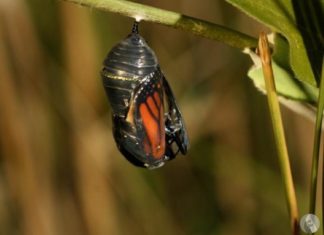 قلب الفراشات