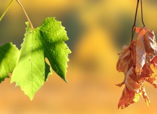 عفاريت اللعبة