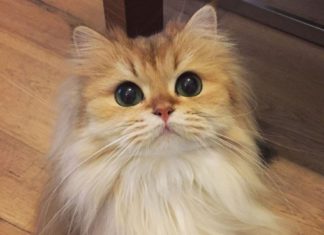 كيف تتحولين لقطة شيرازي في 8 أشهر