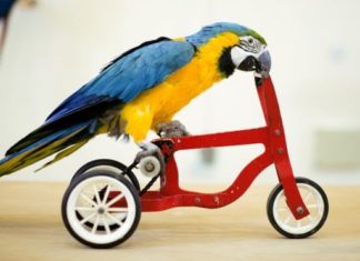 هي مش عصفورة؟ بس جبارة!