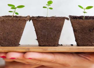 دليل نباتات الظل المنزلية: اسمائها وأنواعها، نباتات الظل العطرية النباتات المنزلية