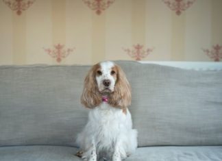 اشتري لابنك حيوان أليف