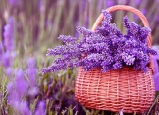 حكاية عن اللافندر والاحتواء