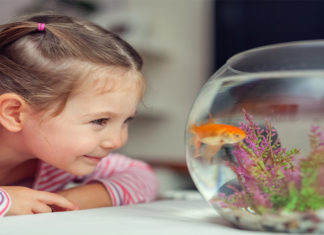 تربية اسماك الزينة للمبتدئين: الأنواع والأشكال ونصائح حول طعام السمك