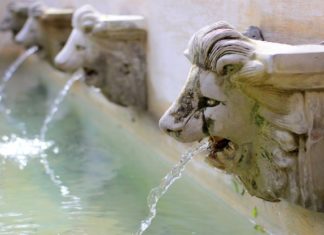 أسد على الطريق