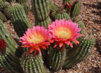 الناس بين طيب وشرير طيب وشرير