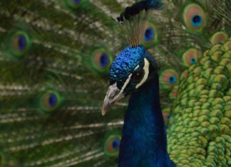 دليل الشخصية النرجسية: من هي؟ سماتها، خطورتها وكيف يمكن التعامل معها الشخصية النرجسية