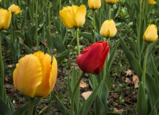 عن قبول الآخر: الاختلاف أمر واقع الاختلاف