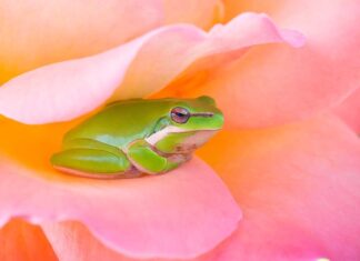 أنا ضفدع: عن الحدود والحرية وأشياء أخرى الحرية