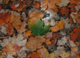 أن تولد متمردًا: ضريبة الاختلاف الاختلاف