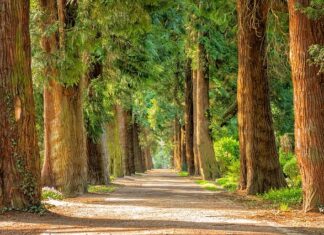 إلهامات من الربيع